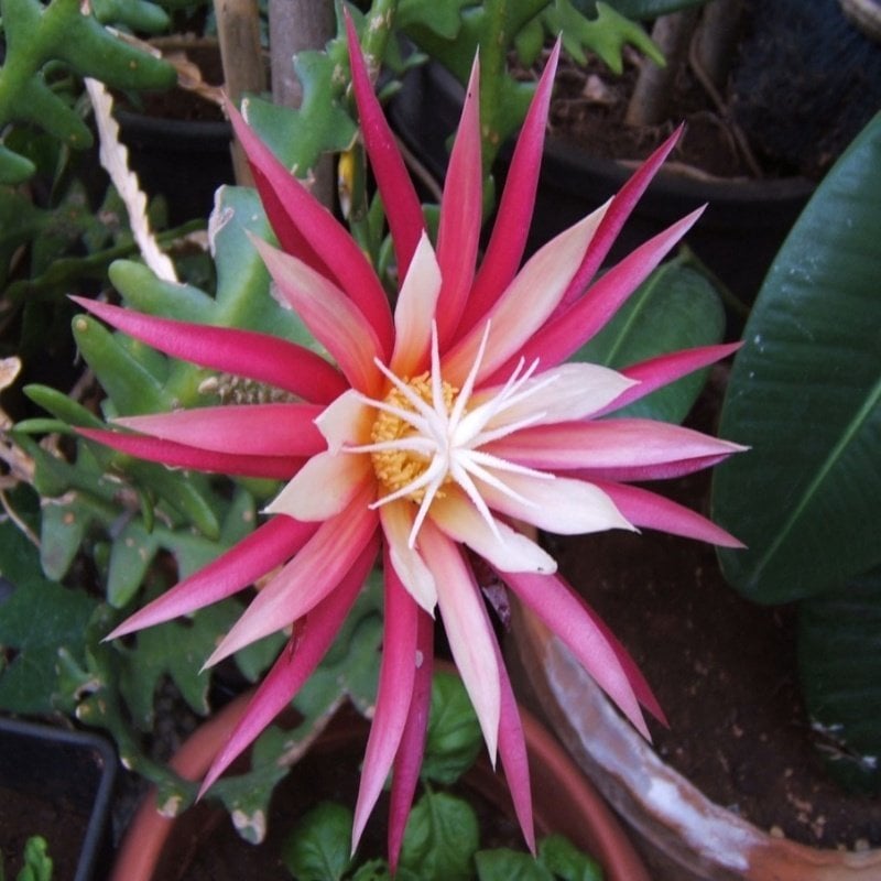 Epiphyllum Selenicereus Anthonyanus Atlas Çiçeği Sukulent (5. Luk Saksıda)