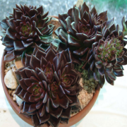 Echeveria Black Prince Sukulent