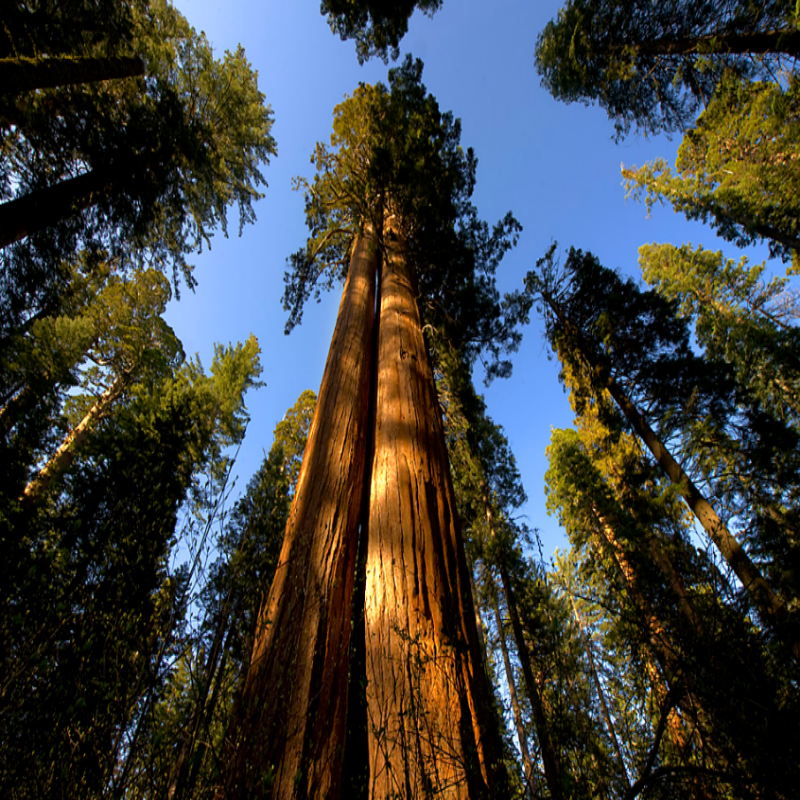 Tüplü Dünyanın En Uzun Ağacı Dev Sekoya Ağacı Fidanı