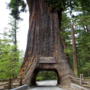 Tüplü Dünyanın En Uzun Ağacı Dev Sekoya Ağacı Fidanı