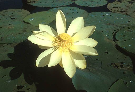 Doğal Beyaz Amerikan Lotus Çiçeği Tohumu(4 adet)