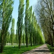 Tüplü Anadolu Kavak Ağacı Fidanı (100 adet)