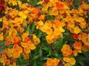 Orange İngiliz Şebboy Çiçeği Tohumu(100 tohum)