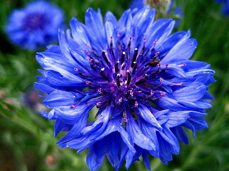 Uzun Boylu Koyu Mavi Peygamber Çiçeği Tohumu(50 adet)