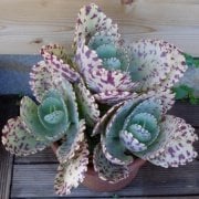 Alaca Yapraklı Kalanchoe Marmorata Sukulent (5.5 Luk Saksıda)