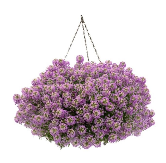 Sarkan Lobelya Maritima Lucia Lavender Çiçeği Fidesi (2 adet)