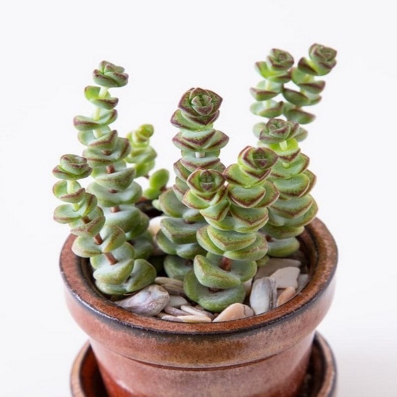 Crassula Marnieriana Mini (5.5 Luk Saksıda)