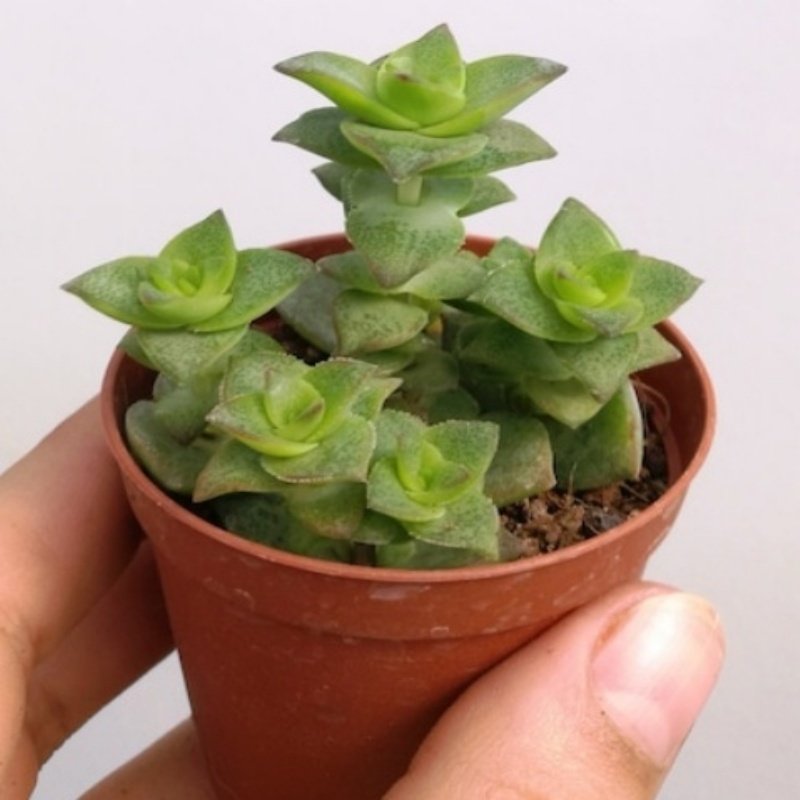 Crassula Conjucta Sukulent (5.5 Luk Saksıda)