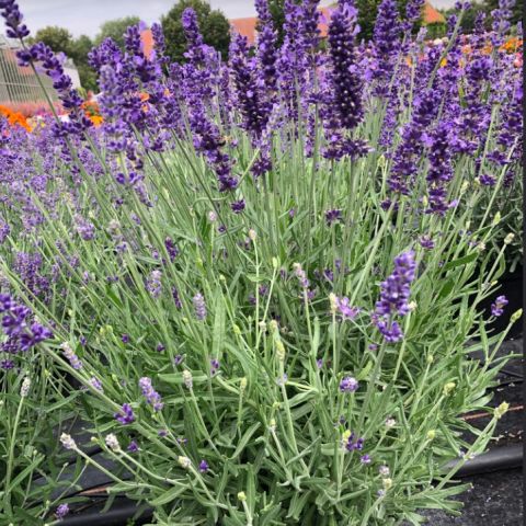 Nadir  Aromatik Lavandula Angustifolia İmpre Lavanta Fidesi (1 adet)