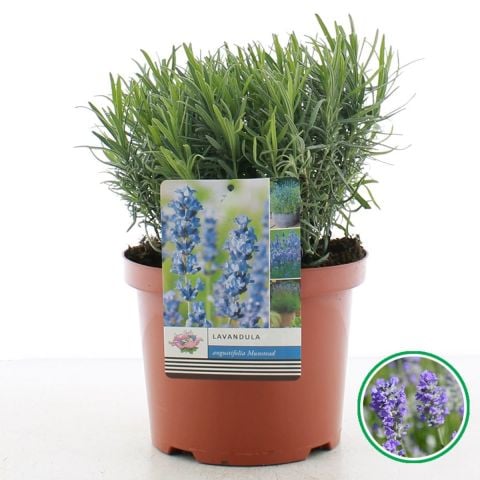 Nadir  Aromatik Lavandula Angustifolia Munstead Bodur Lavanta Fidesi (1 adet)