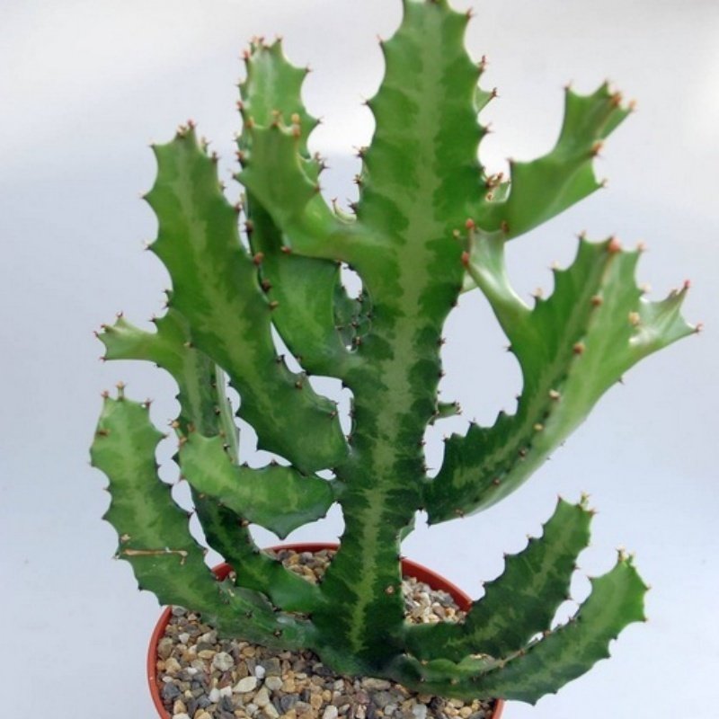 Euphorbia Lactea Kaktüs(5.5 Luk Saksıda)