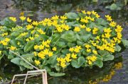 Özel Bodur Yellow Beauty Kadife Çiçeği Tohumu(20 tohum)