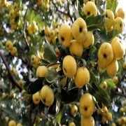 Tüplü Aşılı İri Meyveli Belen Sarı Alıç Fidanı (15 Adet)