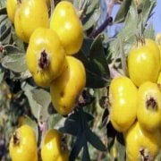 Tüplü Aşılı İri Meyveli Belen Sarı Alıç Fidanı (15 Adet)
