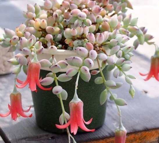 Cotyledon Pendens Sukulent Güneşte Uçları Kızarır(5.5 Luk Saksıda)