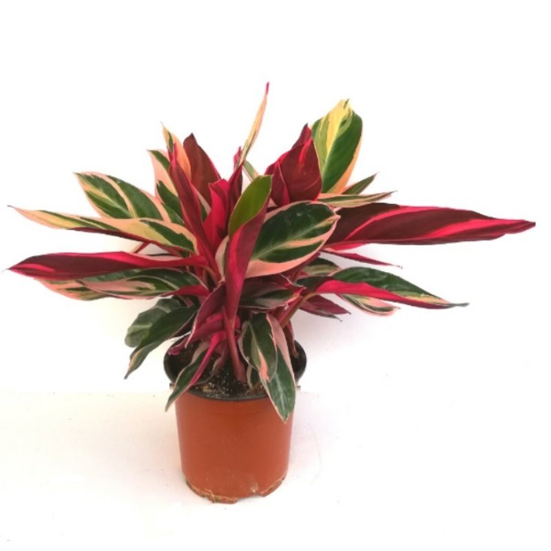 Galathea Kaletya Calathea Crocata Dua Çiçeği Ofis Bitkisi Pastel Renkler