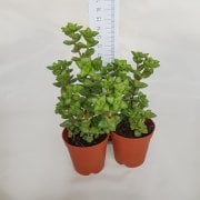 Kızaran Crassula Rupetris Sukulent (5.5 Luk Saksıda)