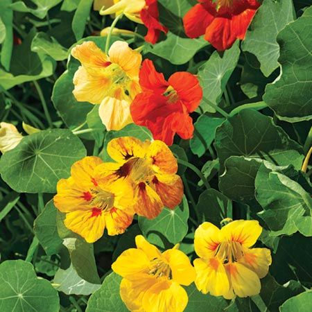 Bodur Jewel Mix Latin(Nasturtium ) Çiçeği Tohumu (20 adet)
