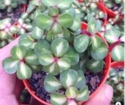 Portulacaria Afra Mediopicta Yeşim Ağacı Sukulent (5.5 Luk Saksıda)