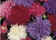 Karışık Renkli Crego Aster Çiçeği Tohumu(100 tohum)