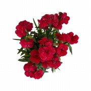 Toro Red Lovely Kokulu Karanfil Çiçeği 9 Luk Saksıda