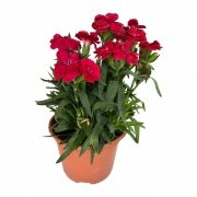 Toro Red Lovely Kokulu Karanfil Çiçeği 9 Luk Saksıda