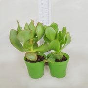 Crassula Arborescens Undulatifolia Sukulent (5.5 Luk Saksıda)