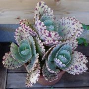 Kalanchoe Marmorata Sukulent (5.5 Luk Saksıda)