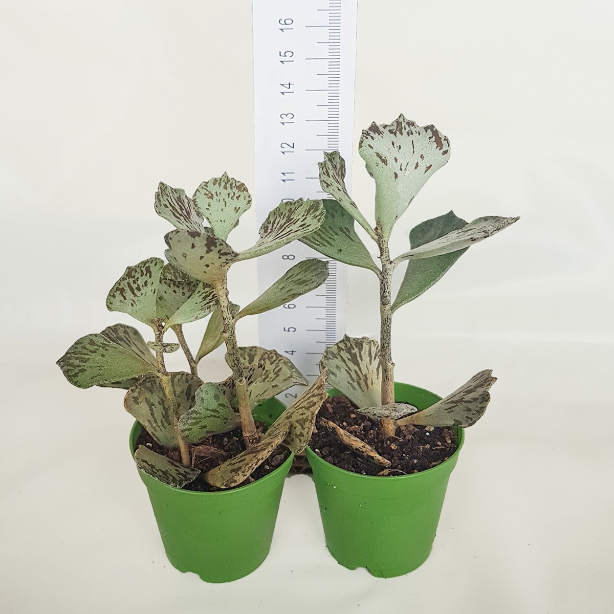 Kalanchoe Marmorata Sukulent (5.5 Luk Saksıda)