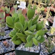 Cotyledon Ladismithiensis Sukulent (5.5 Luk Saksıda)