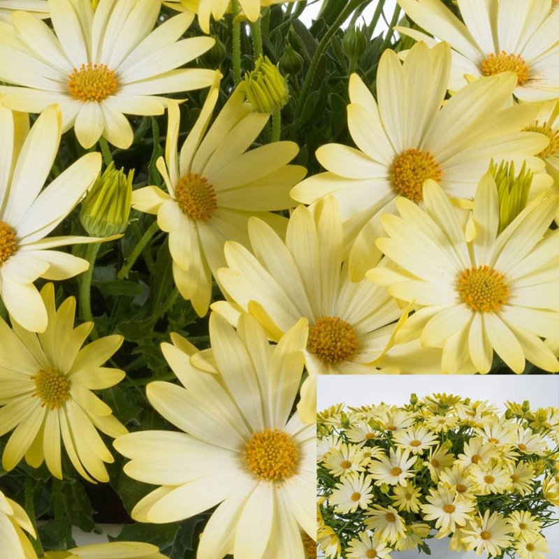 Çok Yıllık Erato Compact Yellow Bodrum Papatyası Çiçeği Fidesi (3 adet)