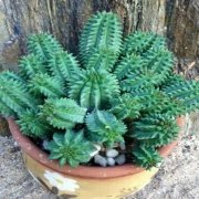 Euphorbia Suzanne Kaktüs Yavrulu Büyür (5.5 luk Saksıda)
