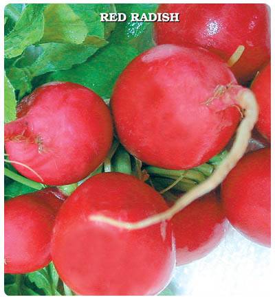 İri Kırmızı Turp Tohumu (100 gram)