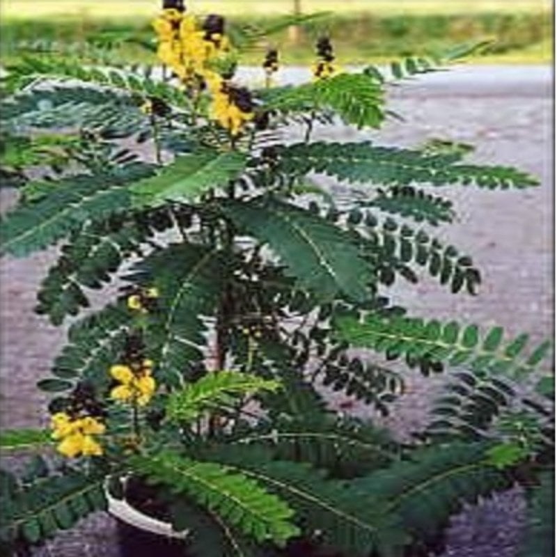 CASSIA didymobotryna Ağacı Tohumu(5 tohum)