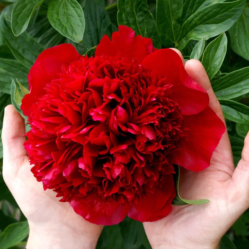 Peonies Red Charm Kırmızı Şakayık Çiçeği Yumrusu-Rizomu (1 Adet)