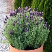 Saksılık Bella Purple Lavanta Fidesi(5 adet)