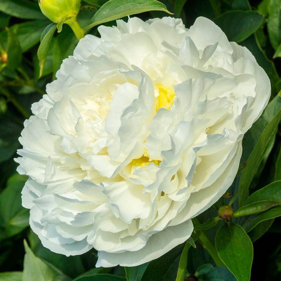 Peonies Duchesse De Nemours Beyaz Şakayık Çiçeği Yumrusu-Rizomu (1 Adet)