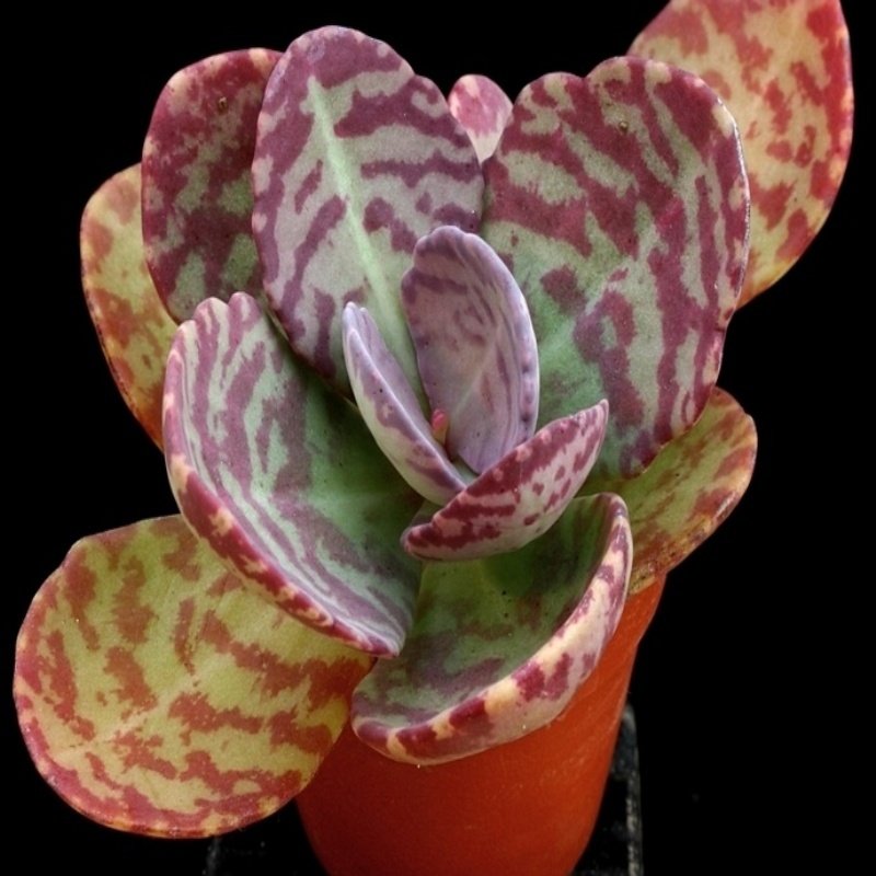 Kalanchoe Humilis Sukulent Özel Çeşit (5.5 Luk Saksıda)