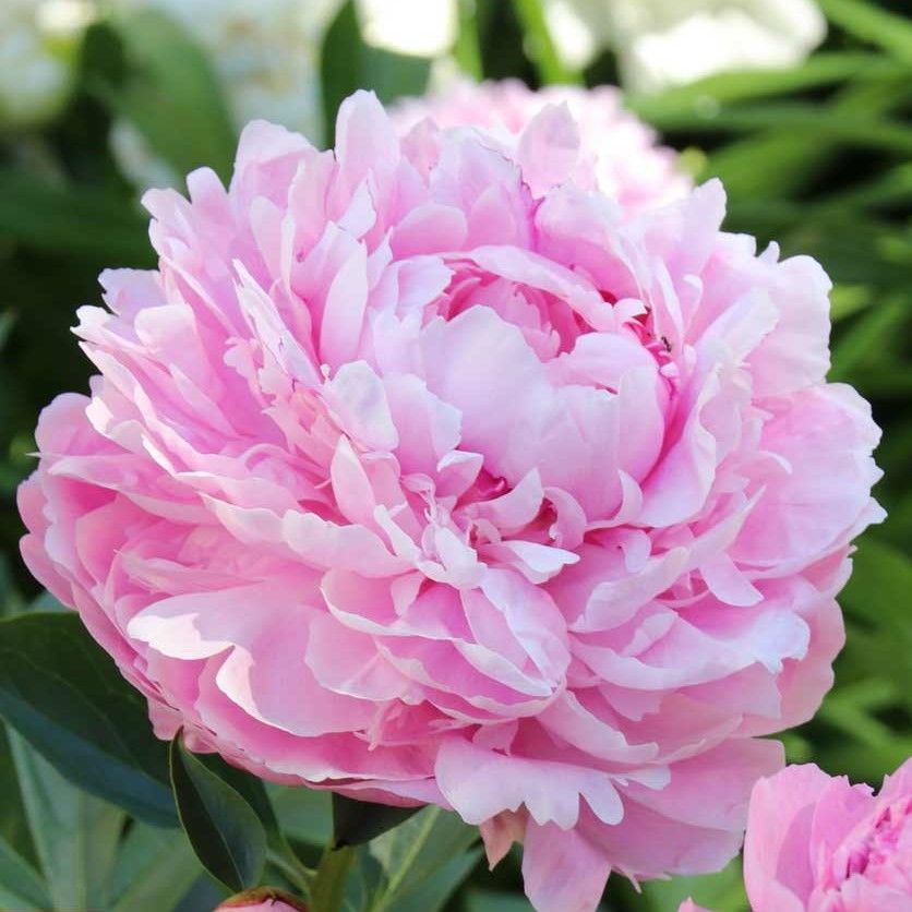 Peonies Sarah Bernhardt Pembe Şakayık Çiçeği Yumrusu-Rizomu (1 Adet)