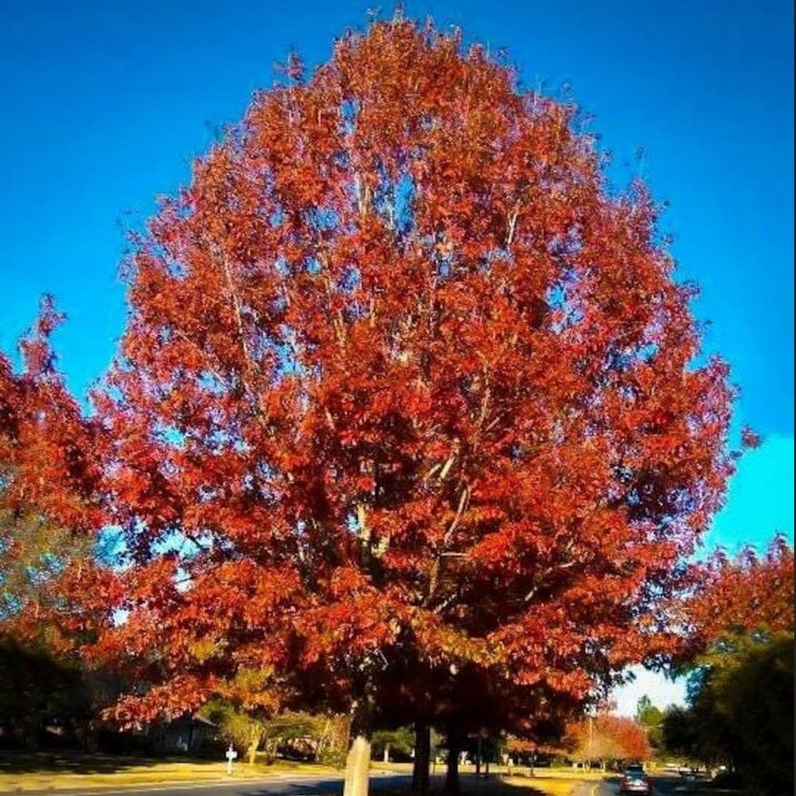 Sonbaharda Yaprakları Kırmızı Olan Quercus Rubra Amerikan Meşesi Fidanı Soğuklara Dayanıklı