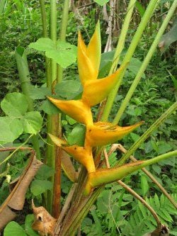 Maya Altını Heliconia Çiçeği Tohumu(5 tohum)