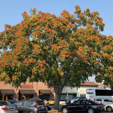 Ailanthus Altissima Cennet Ağacı Fidanı