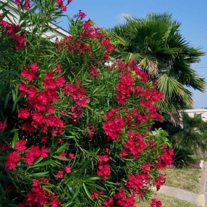 Üzeri Çiçekli Tüplü Katmerli Kırmızı Çiçekli Zakkum Fidanı(250-200 cm)