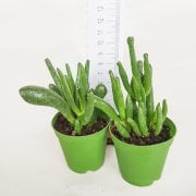 Crassula Ovata Gollum Shrek Sukulent(5.5 Luk Saksıda)