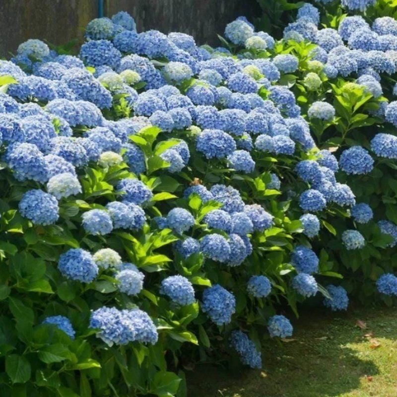 Mavi  XL Dev Çiçekli Ortanca Çiçeği Fidesi (1 adet)