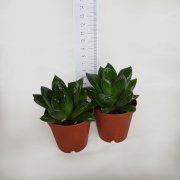 Haworthia Cymbiformis Sukulent(5.5 Luk Saksıda)