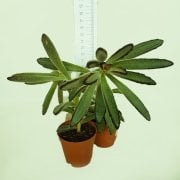 Kalanchoe Tomentosa Sukulent(5.5 Luk Saksıda)