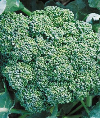 Geleneksel Green Sprouting Calabrese Brokoli Fidesi (5 adet)