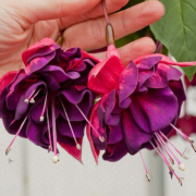 XXL Çiçekli Marbeller Magenta Purple Rain Küpe Çiçeği Fidesi (2 adet)