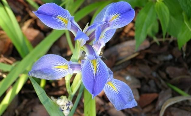 Mavi İris Çiçeği Tohumu(20 tohum)